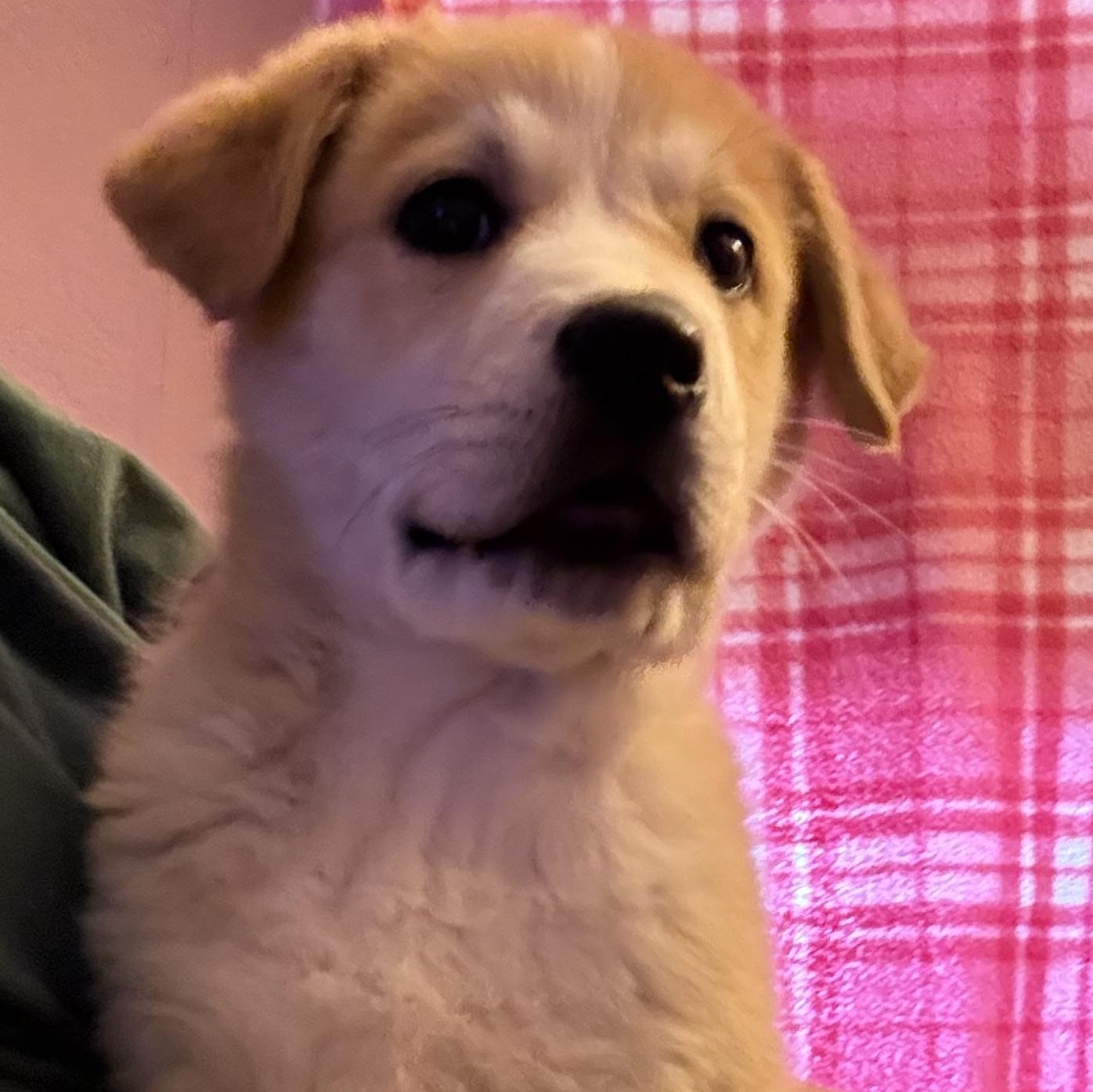 Enlarge Dixie, a ADOPTABLE mixed breed in Van Nuys, CA image 5/6