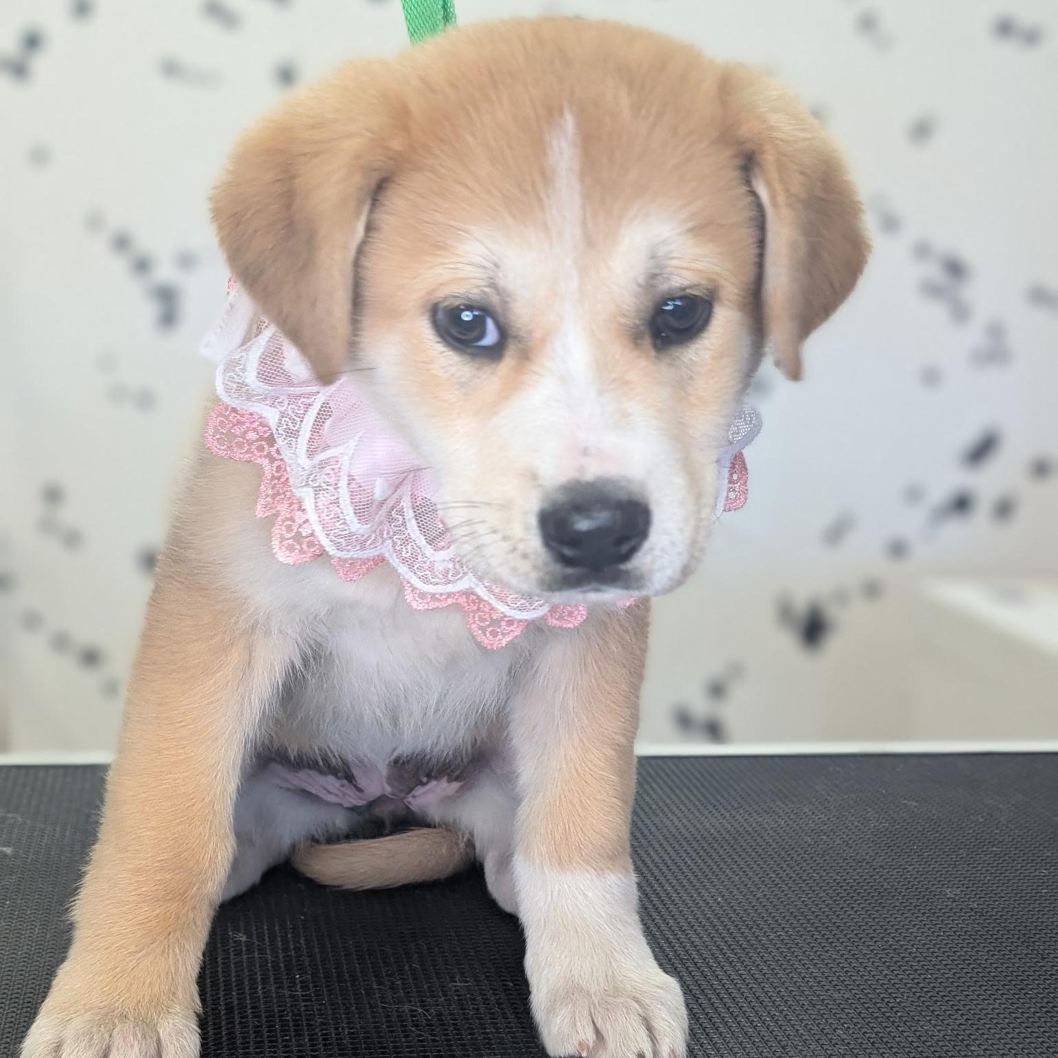 Dixie, ADOPTABLE, Puppy Female Golden Retriever & Cattle Dog.