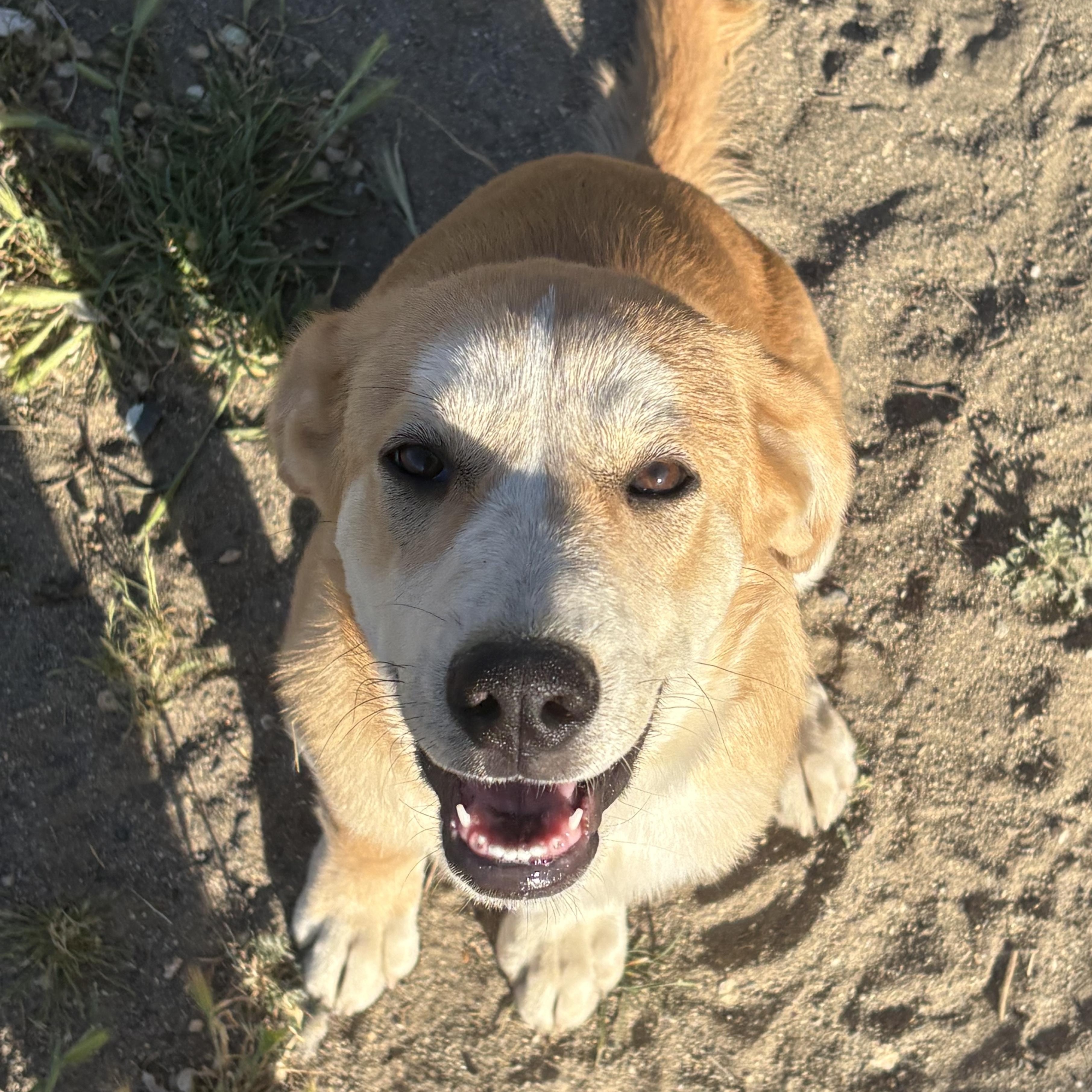 Dixie, a ADOPTABLE mixed breed in Van Nuys, CA image 1/5