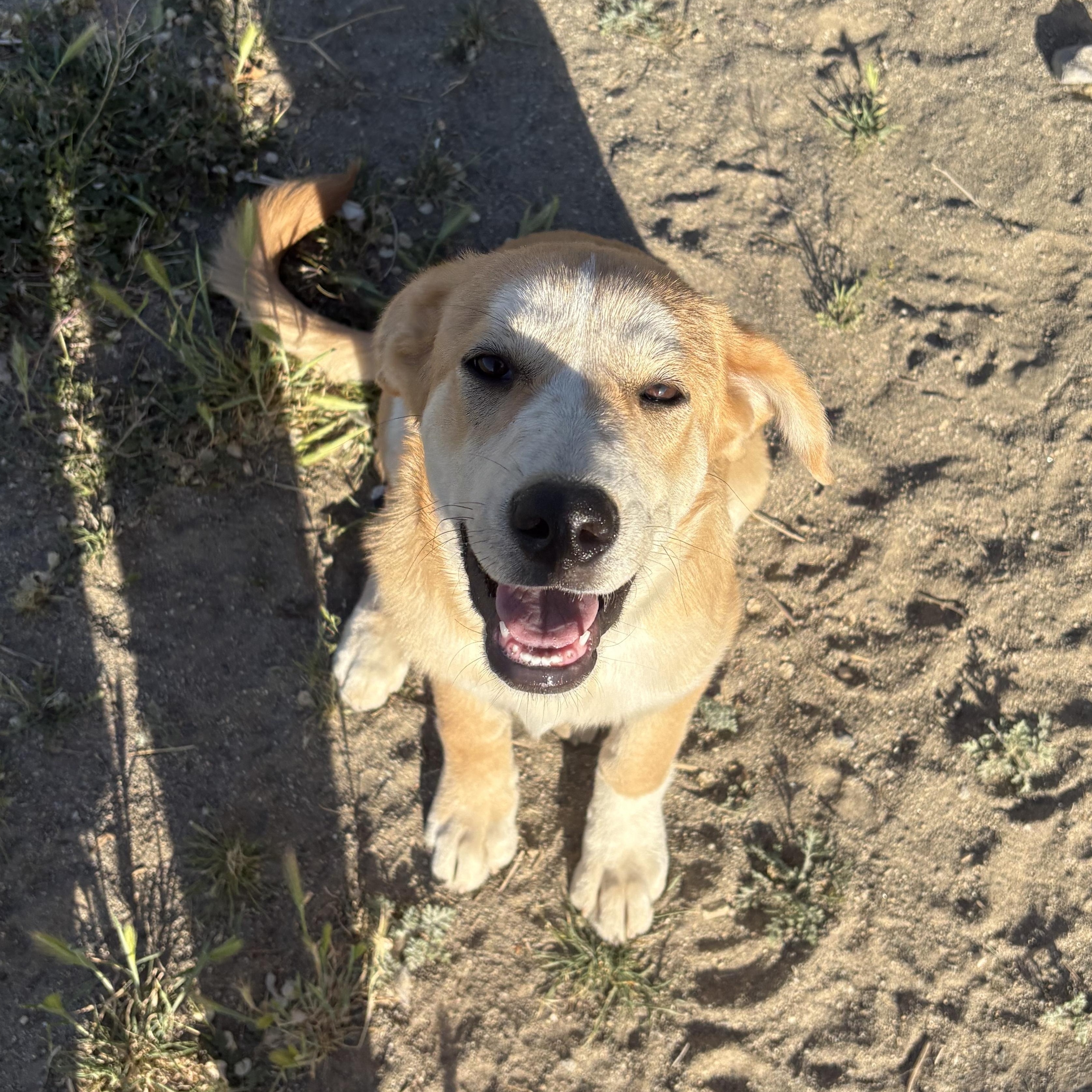 Dixie, a ADOPTABLE mixed breed in Van Nuys, CA image 5/5