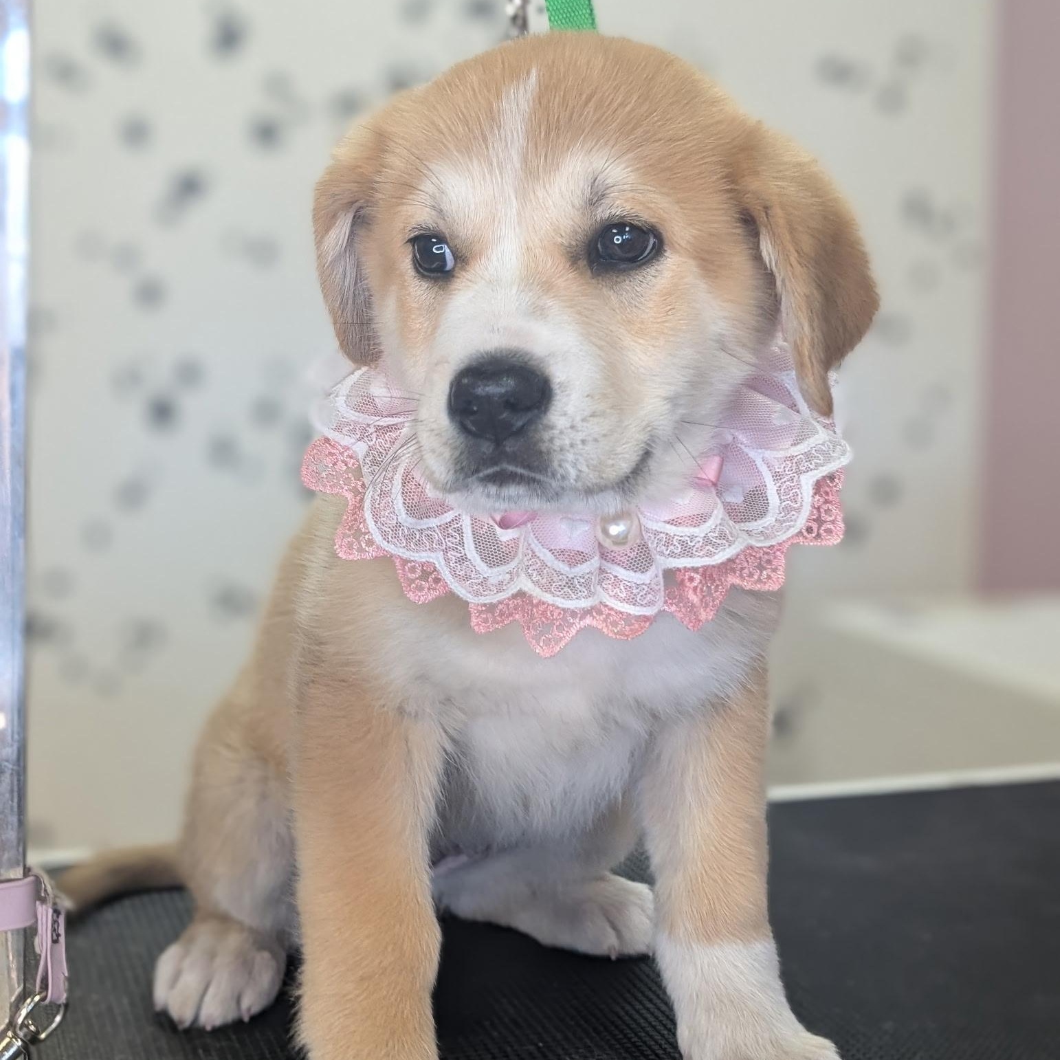 Enlarge Dixie, a ADOPTABLE mixed breed in Van Nuys, CA image 3/6