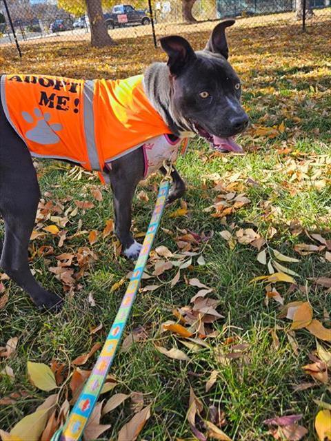 Enlarge LUNA, a Adoptable mixed breed in Albuquerque, NM image 1/1