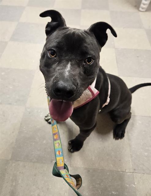 Enlarge LUNA, a Adoptable mixed breed in Albuquerque, NM image 1/1