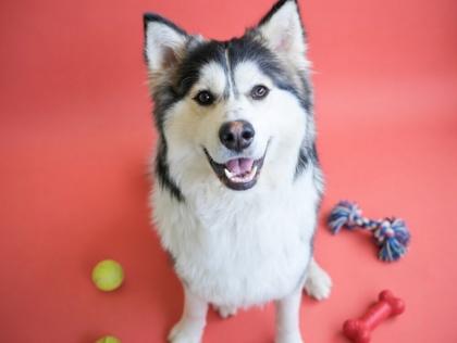 Fen, Adoptable, Adult Male Husky & Mixed Breed.