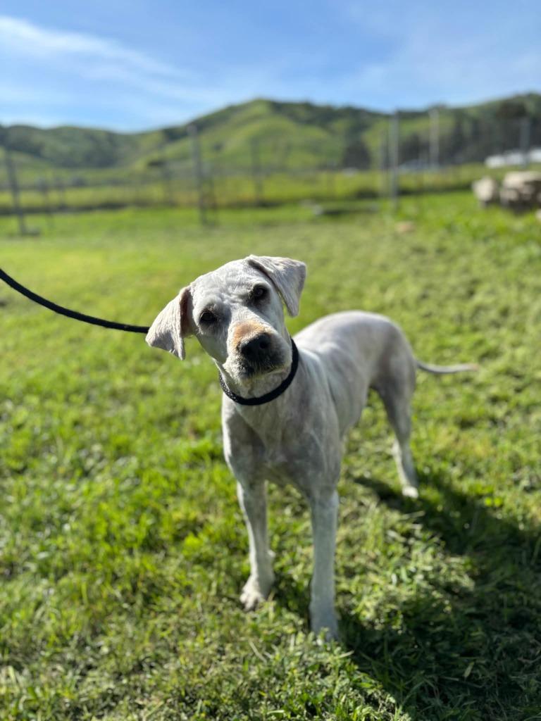 Buffy, a Adoptable mixed breed in Vacaville, CA image 1/2