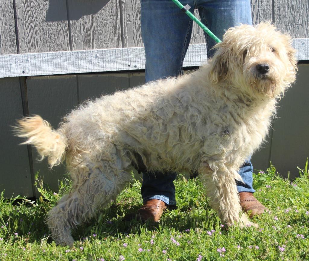 Buffy, a Adoptable mixed breed in Vacaville, CA image 2/2