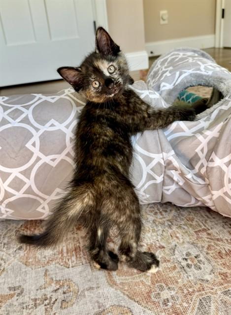 Enlarge KANGA, a Adoptable Domestic Short Hair in Dedham, MA image 1/1
