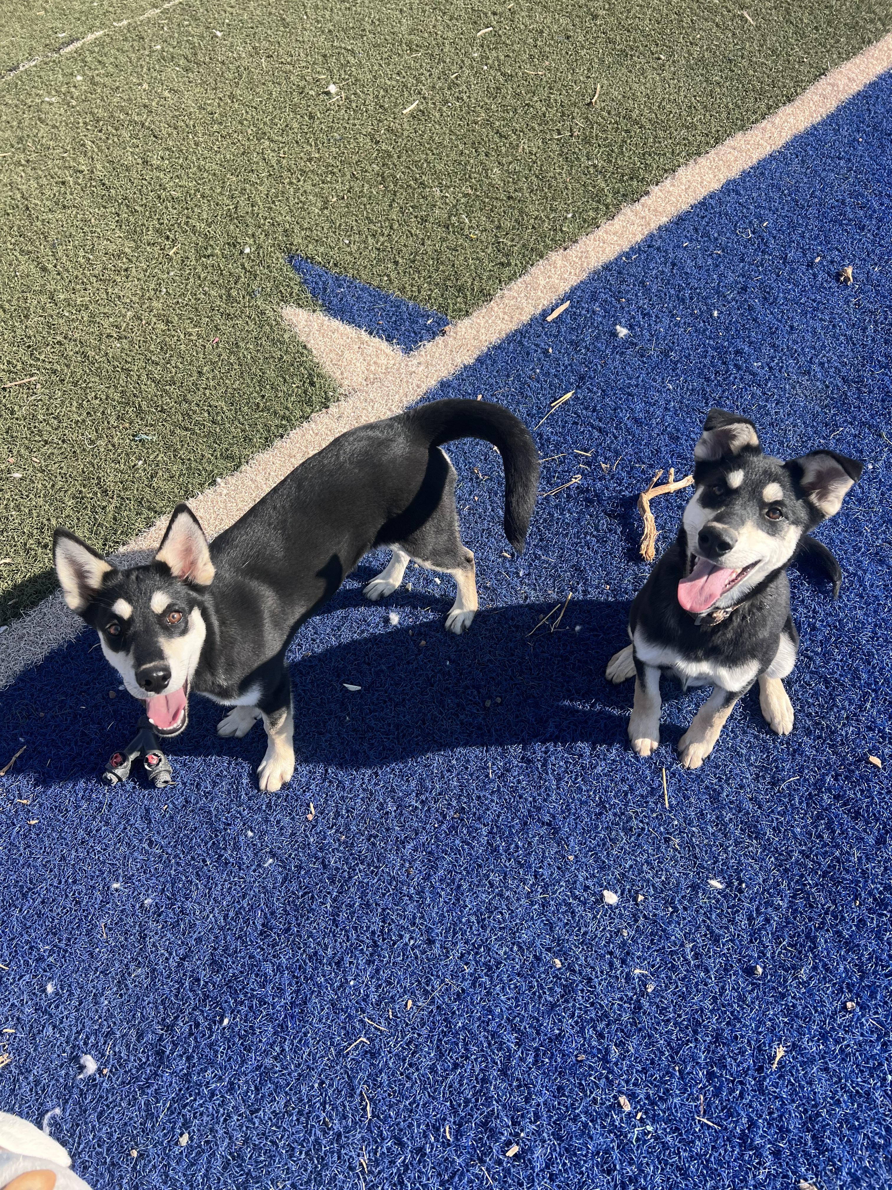 Yuengling, ADOPTABLE, Young Female Husky.