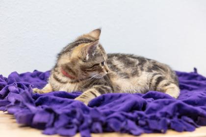 Cowboy, a Adoptable Domestic Short Hair in Lebec, CA image 1/2