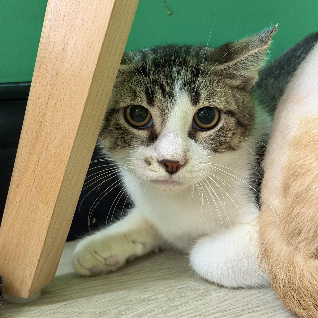 Enlarge Beanie Baby, a Adoptable Domestic Short Hair in Dayton, OH image 1/1