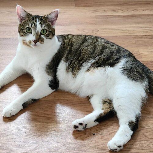 Enlarge Dingaling, a Adoptable Domestic Short Hair in Toms River, NJ image 1/6