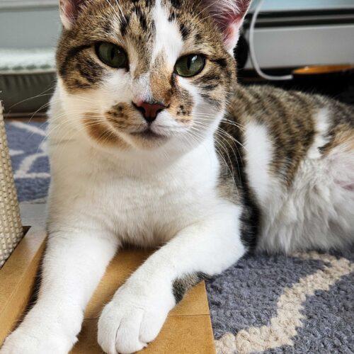 Enlarge Dingaling, a Adoptable Domestic Short Hair in Toms River, NJ image 2/6