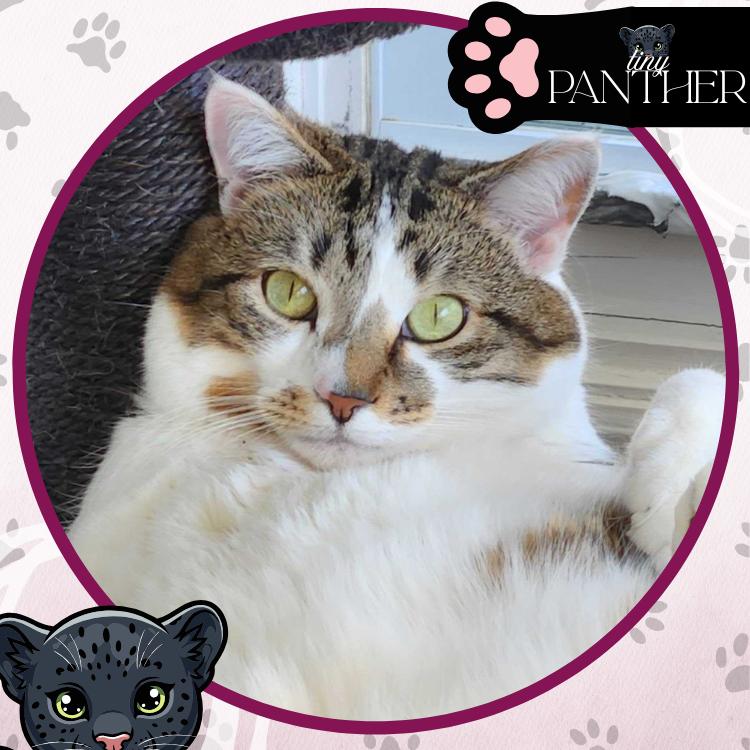 Enlarge Dingaling, a Adoptable Domestic Short Hair in Toms River, NJ image 3/6