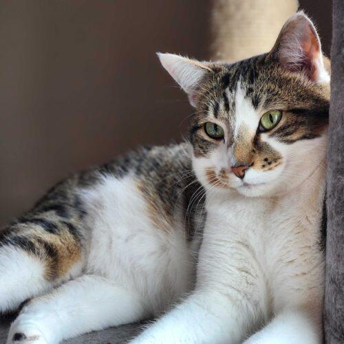 Enlarge Dingaling, a Adoptable Domestic Short Hair in Toms River, NJ image 4/6