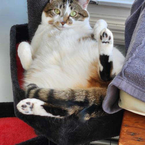 Enlarge Dingaling, a Adoptable Domestic Short Hair in Toms River, NJ image 5/6