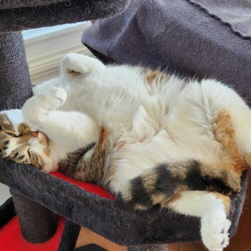 Enlarge Dingaling, a Adoptable Domestic Short Hair in Toms River, NJ image 6/6