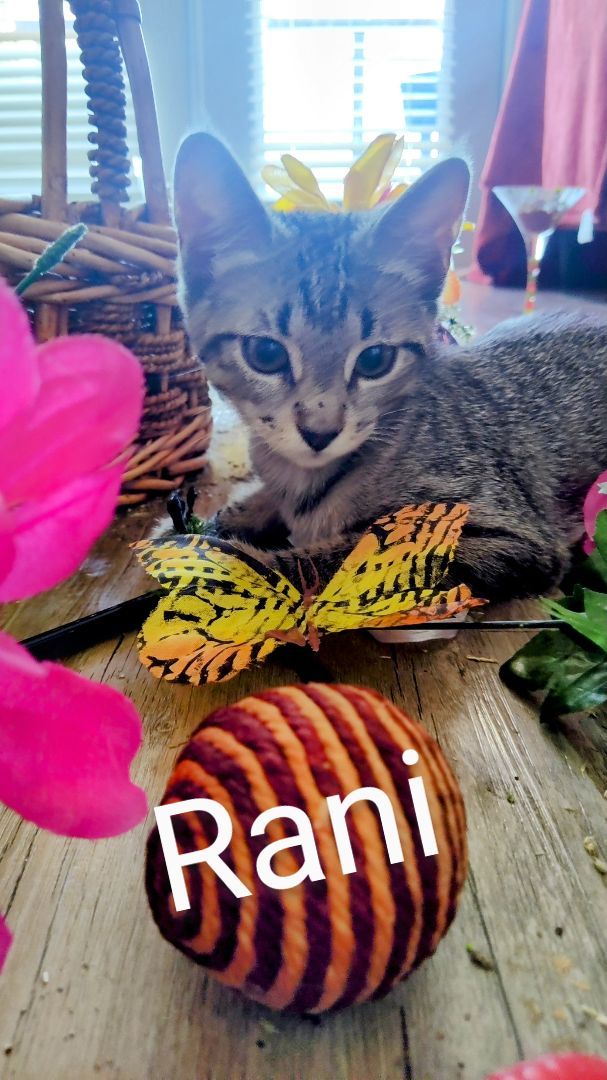Rani, an adoptable Domestic Short Hair in Dallas, TX, 75287 | Photo Image 5