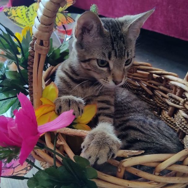 Rani, an adoptable Domestic Short Hair in Dallas, TX, 75287 | Photo Image 3