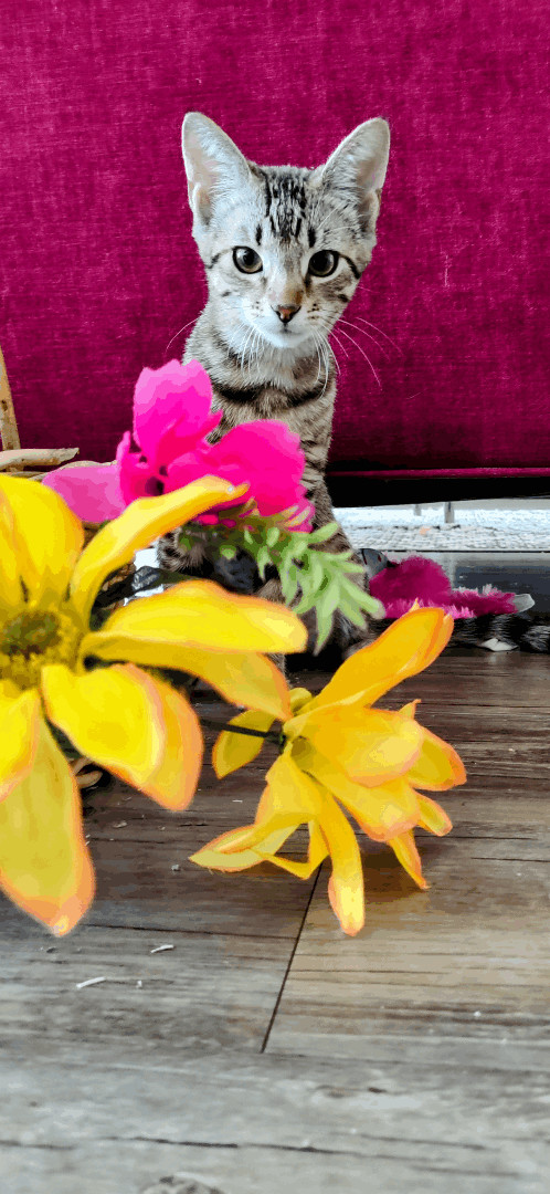 Rani, an adoptable Domestic Short Hair in Dallas, TX, 75287 | Photo Image 4