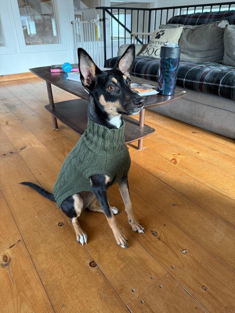 Gigi, Adoptable, Young Female Miniature Pinscher & Terrier.