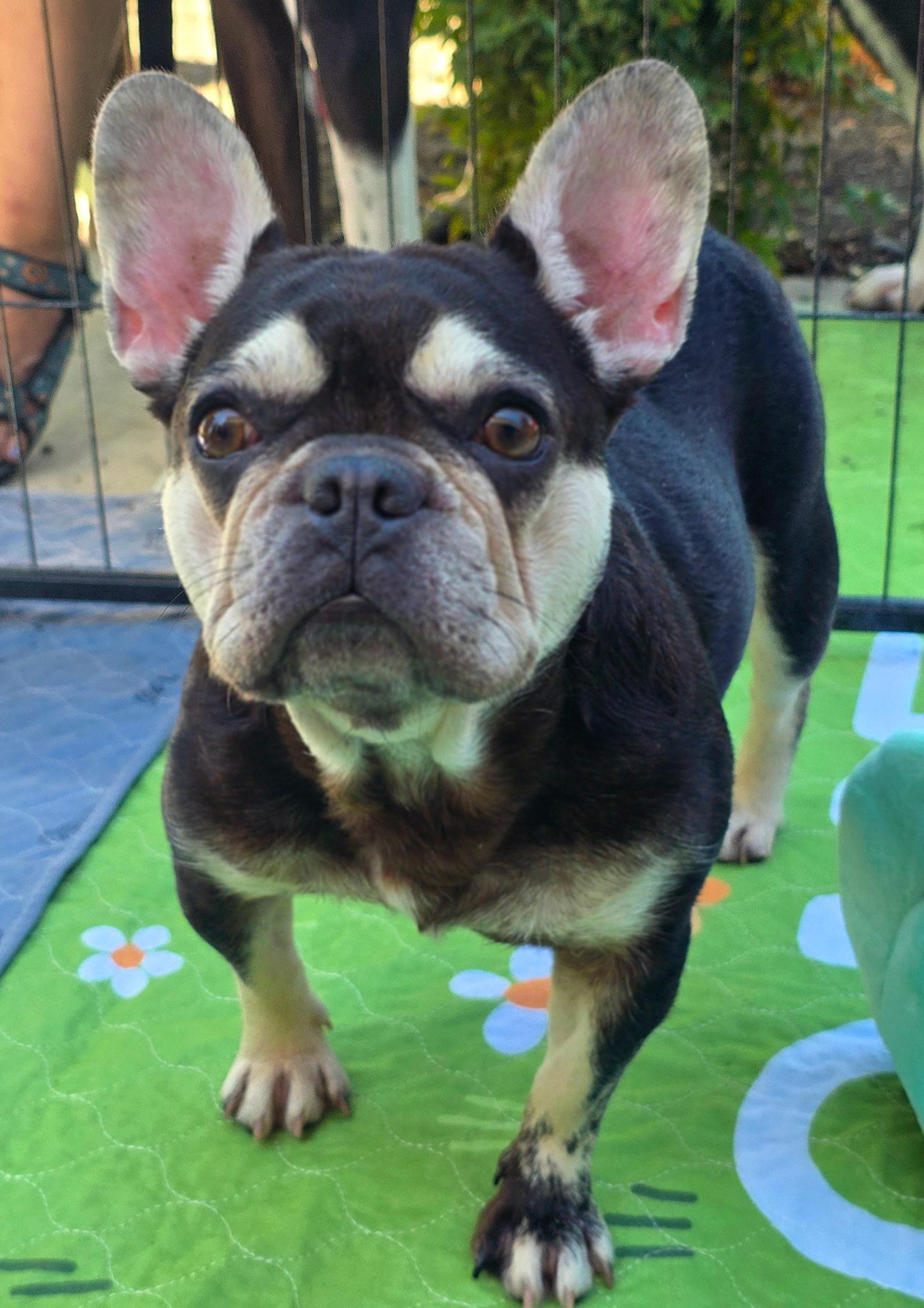 Olive, ADOPTABLE, Young Female French Bulldog.