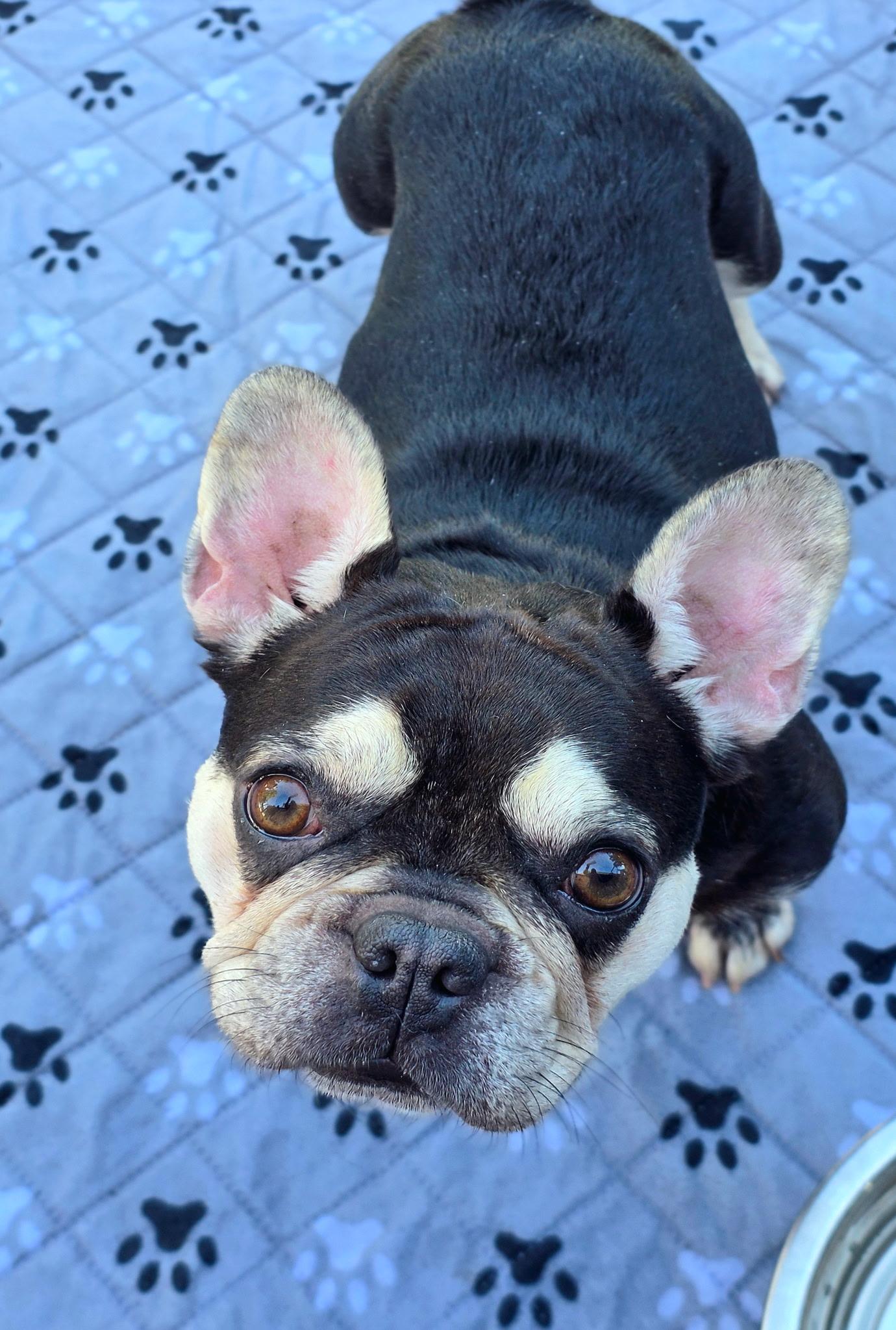 Olive, a ADOPTABLE French Bulldog in Penryn, CA image 2/3