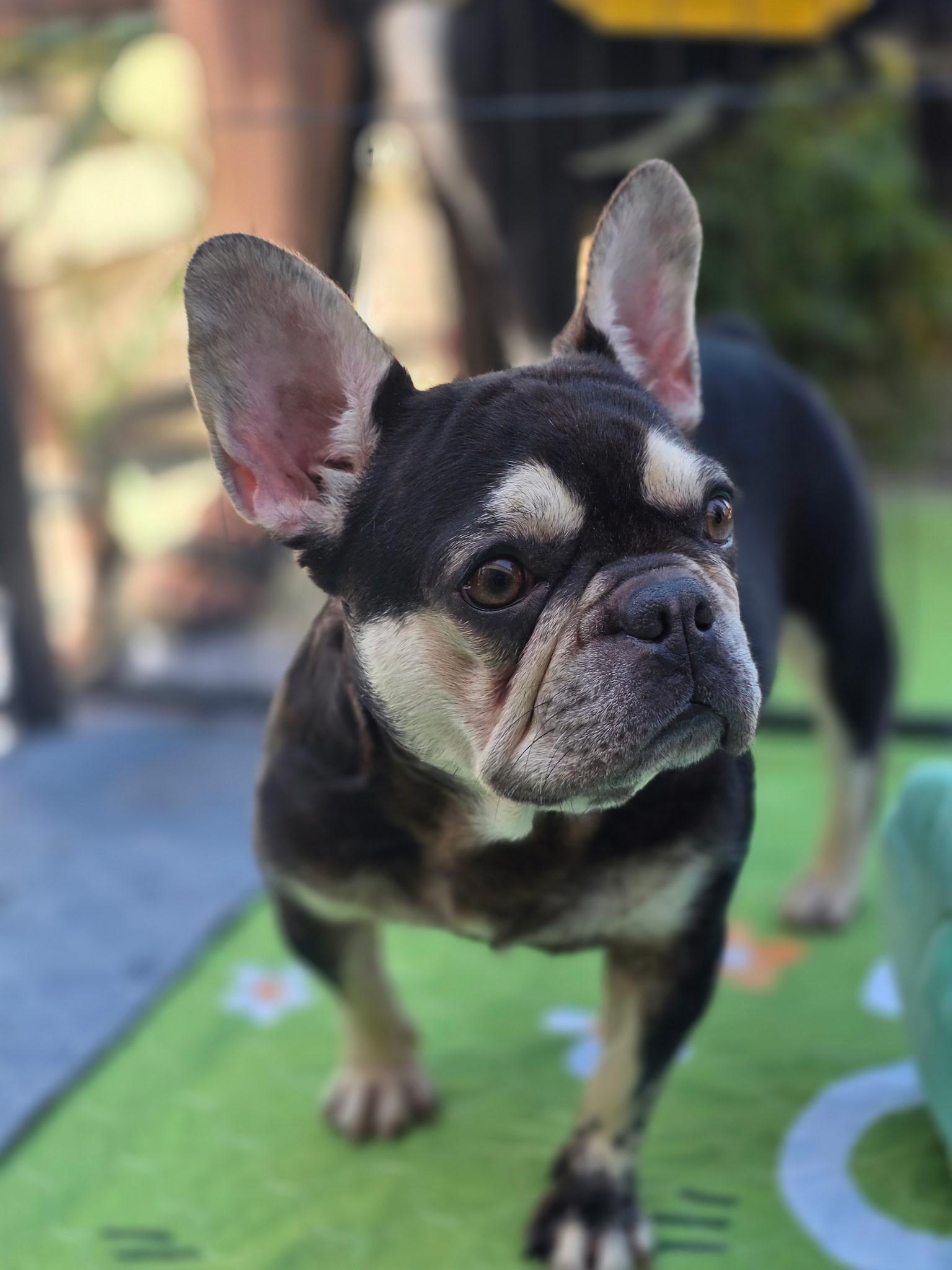 Olive, a ADOPTABLE French Bulldog in Penryn, CA image 3/3