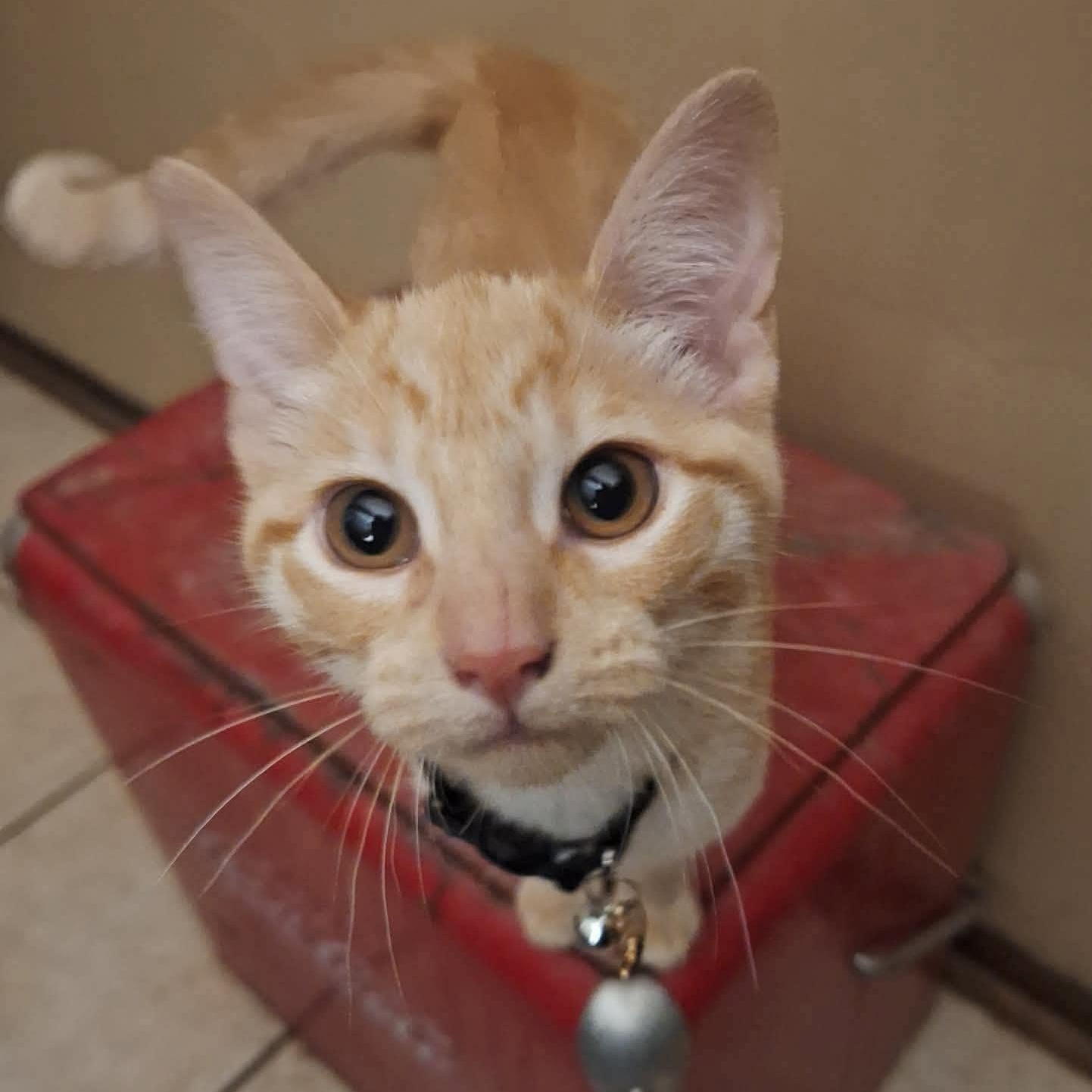 Enlarge Grace, an adopted American Shorthair in Yukon, OK image 1/3