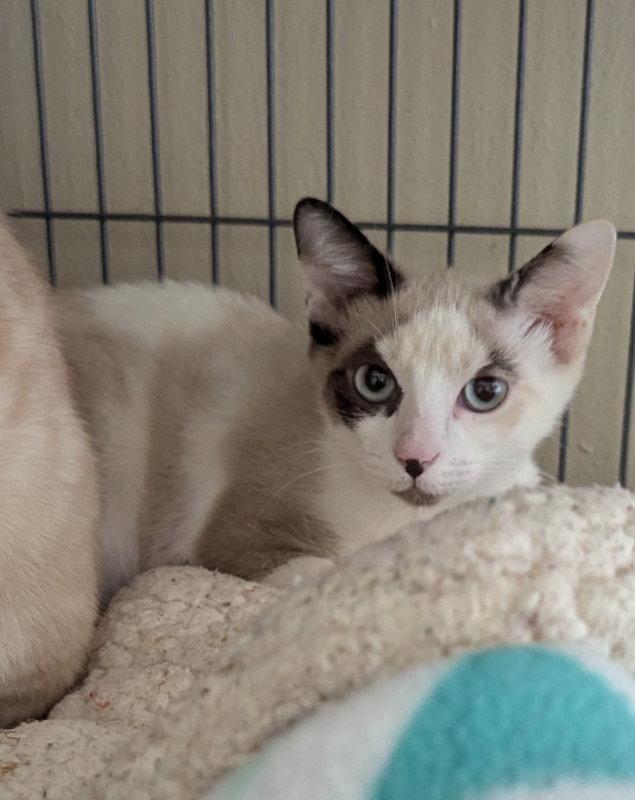 Almond Extract, Adopted, Young Female Siamese & Snowshoe.