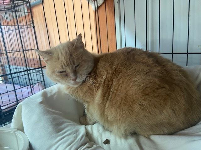 Lily, Adoptable, Adult Female Domestic Short Hair.