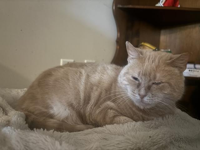Enlarge Lily, a Adoptable mixed breed in Breinigsville, PA image 3/4