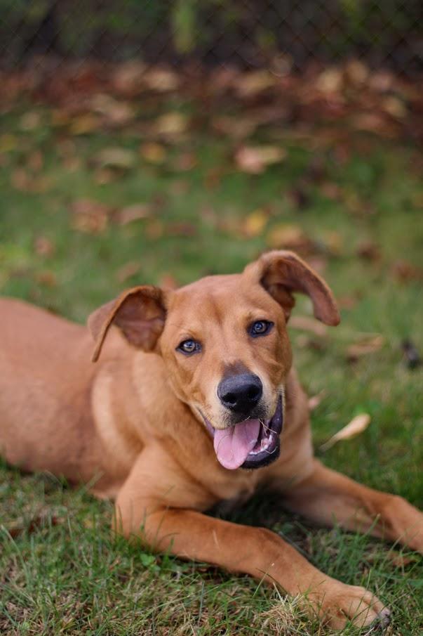 Enlarge Parker, a Adoptable mixed breed in Coldwater, MI image 1/5