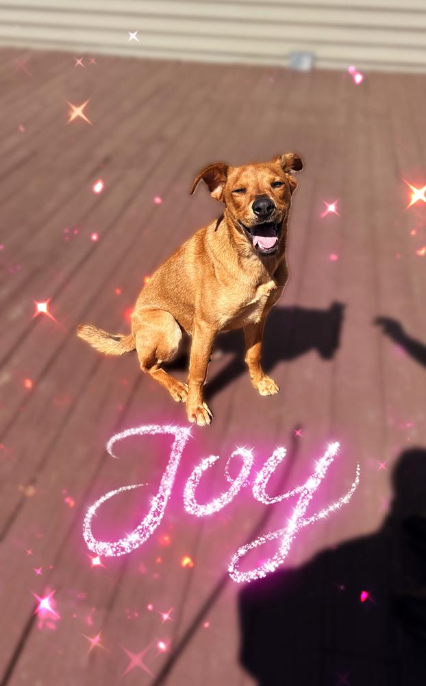 Parker - GRADUATE, Adoptable, Puppy Male Australian Terrier.