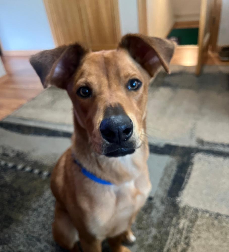 Enlarge Parker - GRADUATE, a Adoptable mixed breed in Coldwater, MI image 2/6