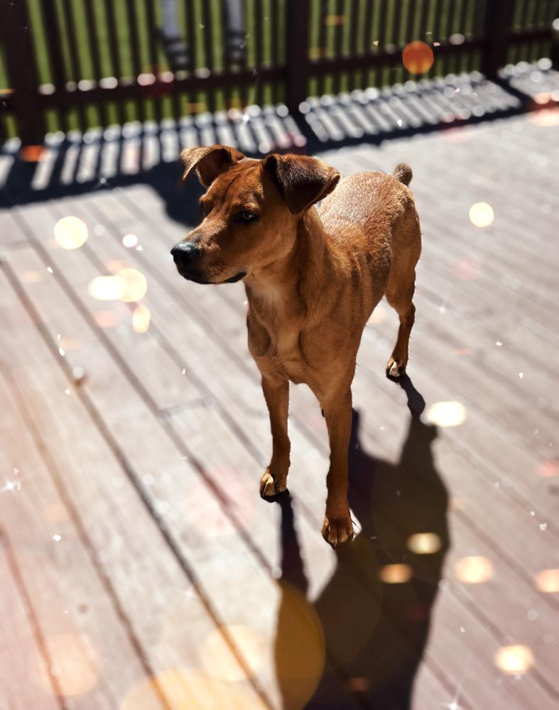 Enlarge Parker - GRADUATE, a Adoptable mixed breed in Coldwater, MI image 3/6