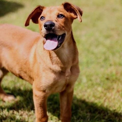 Enlarge Parker, a Adoptable mixed breed in Coldwater, MI image 2/5