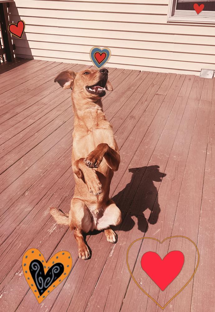 Enlarge Parker - GRADUATE, a Adoptable mixed breed in Coldwater, MI image 4/6