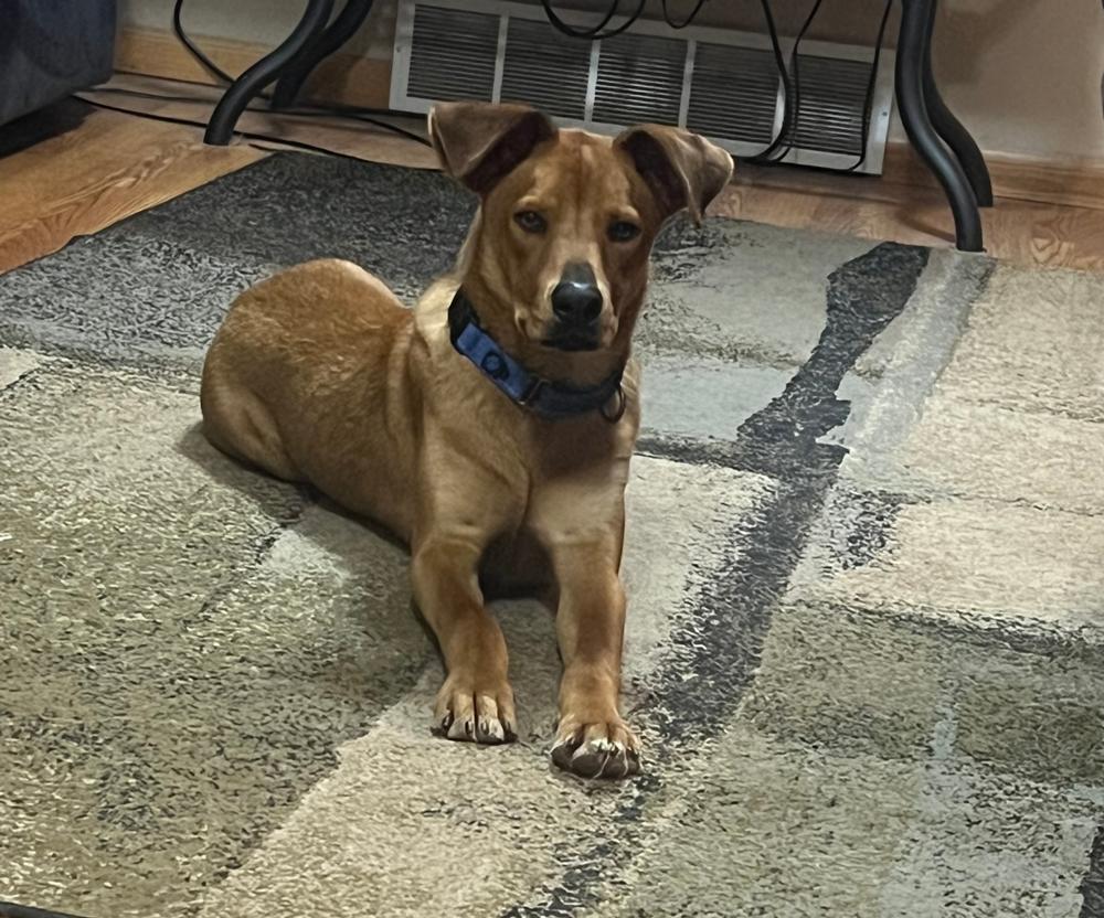 Enlarge Parker - GRADUATE, a Adoptable mixed breed in Coldwater, MI image 5/6