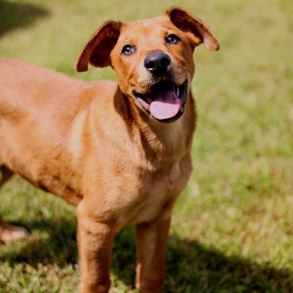 Enlarge Parker, a Adoptable mixed breed in Coldwater, MI image 3/5