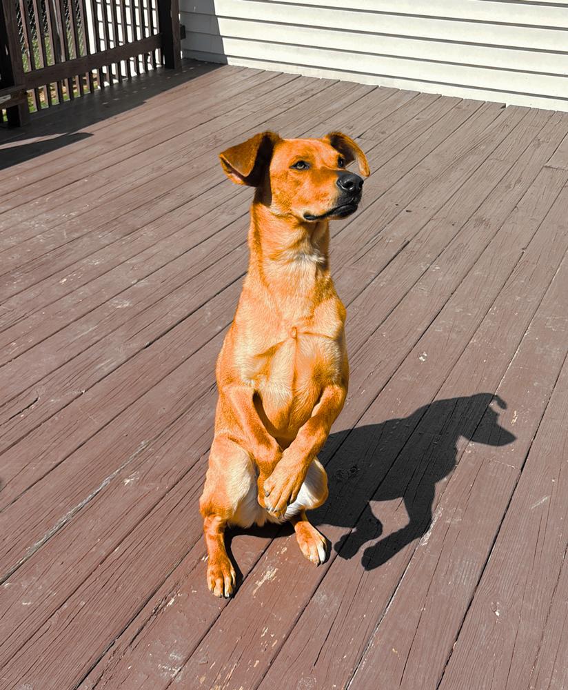 Enlarge Parker - GRADUATE, a Adoptable mixed breed in Coldwater, MI image 6/6