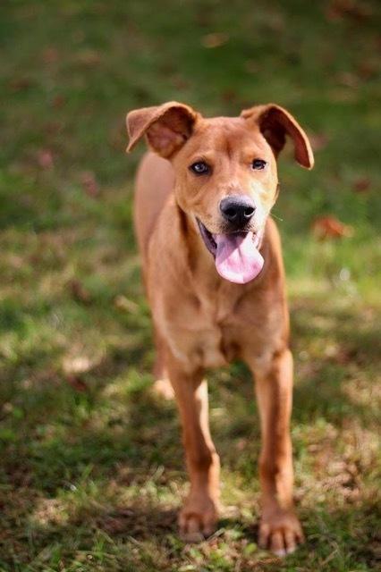 Enlarge Parker, a Adoptable mixed breed in Coldwater, MI image 4/5