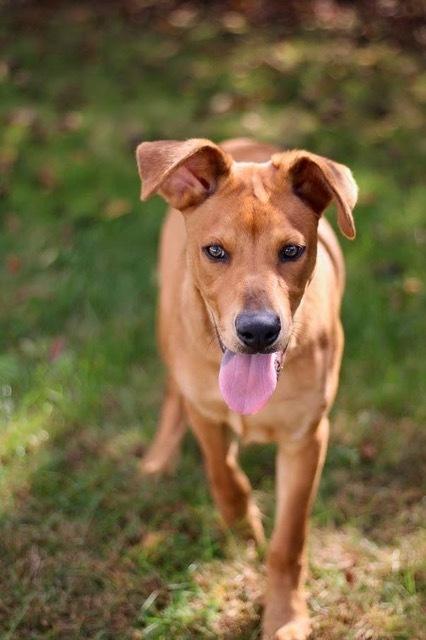 Enlarge Parker, a Adoptable mixed breed in Coldwater, MI image 5/5