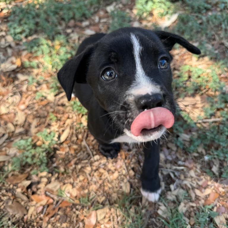 Onyx, Adoptable, Young Male Terrier & Mixed Breed.