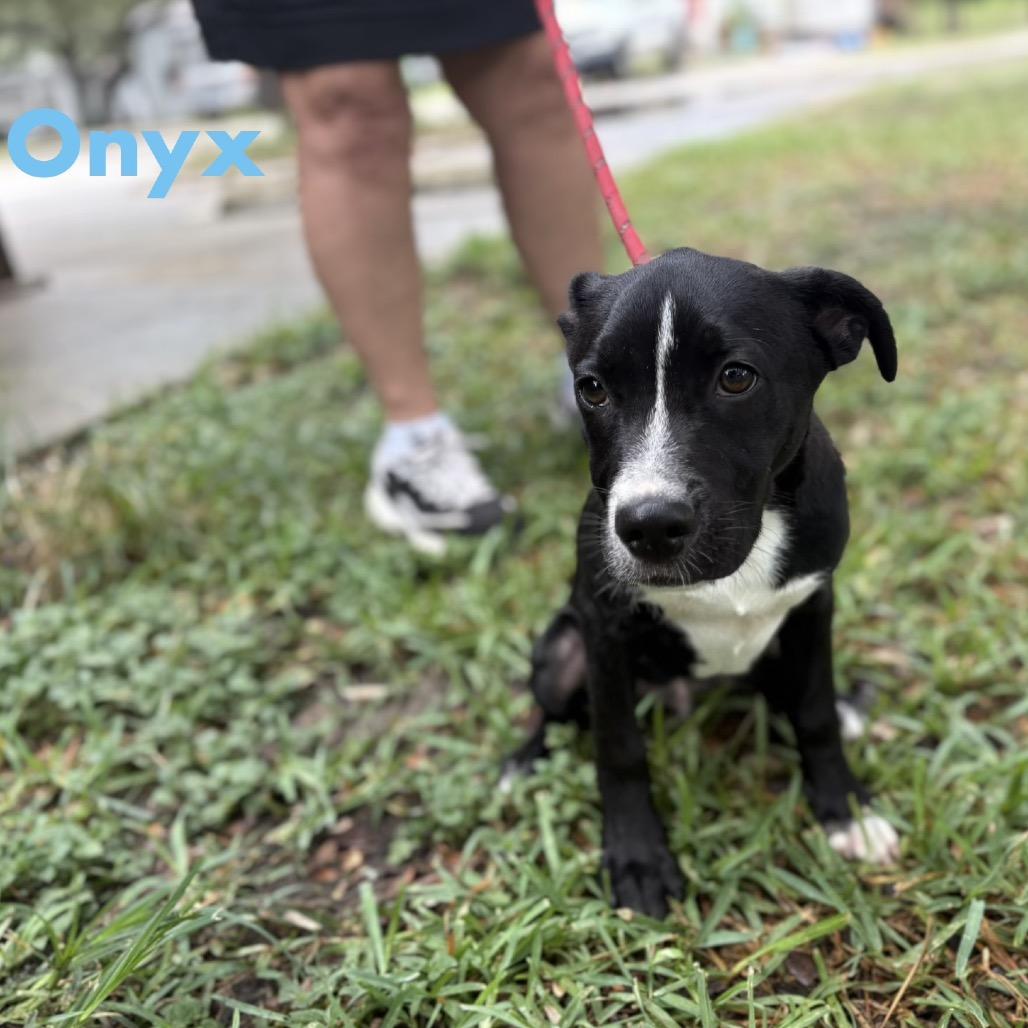 Enlarge Onyx, a Adoptable mixed breed in Fulton, TX image 2/2