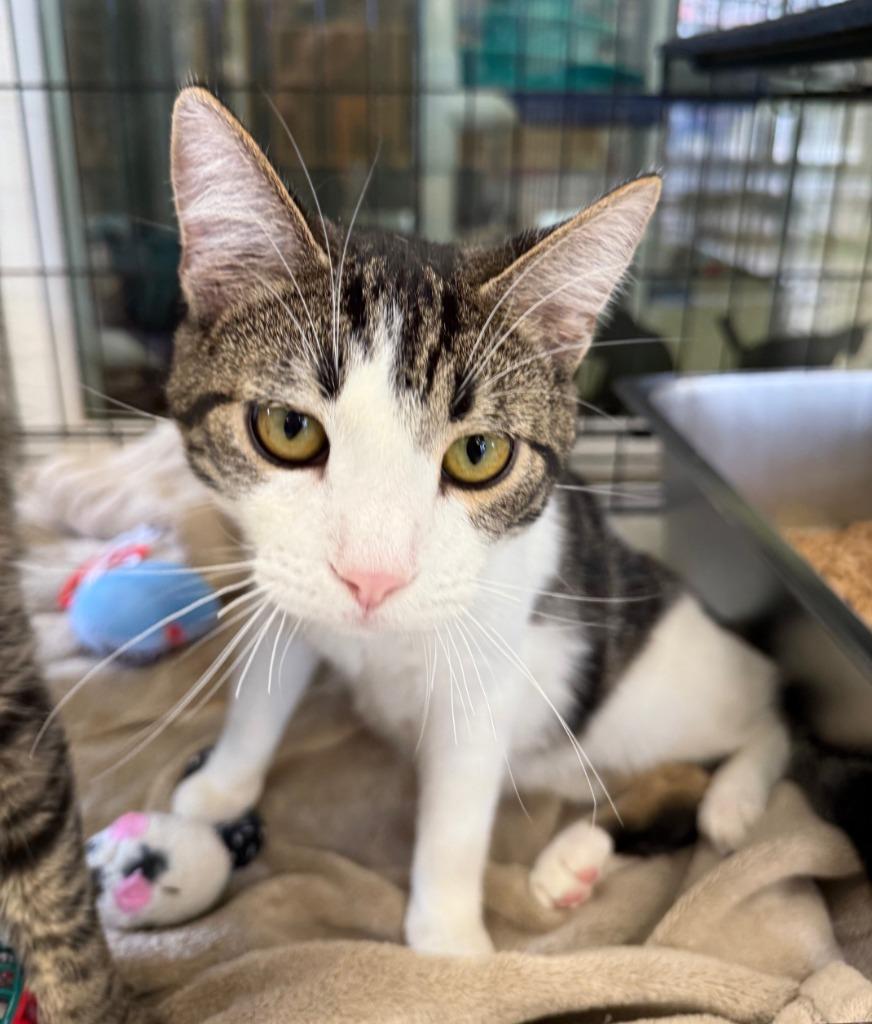 JACK, Adopted, Young Male Domestic Short Hair.