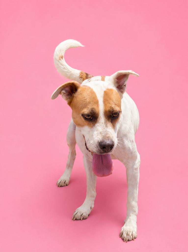 Lucky, Adoptable, Adult Female Terrier.