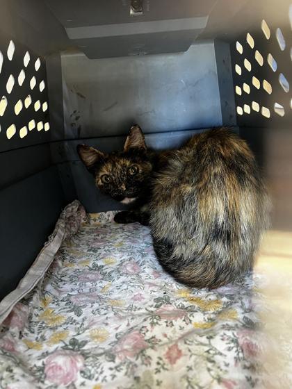 Enlarge Fruity, a Adoptable Domestic Short Hair in Pendleton, OR image 1/1
