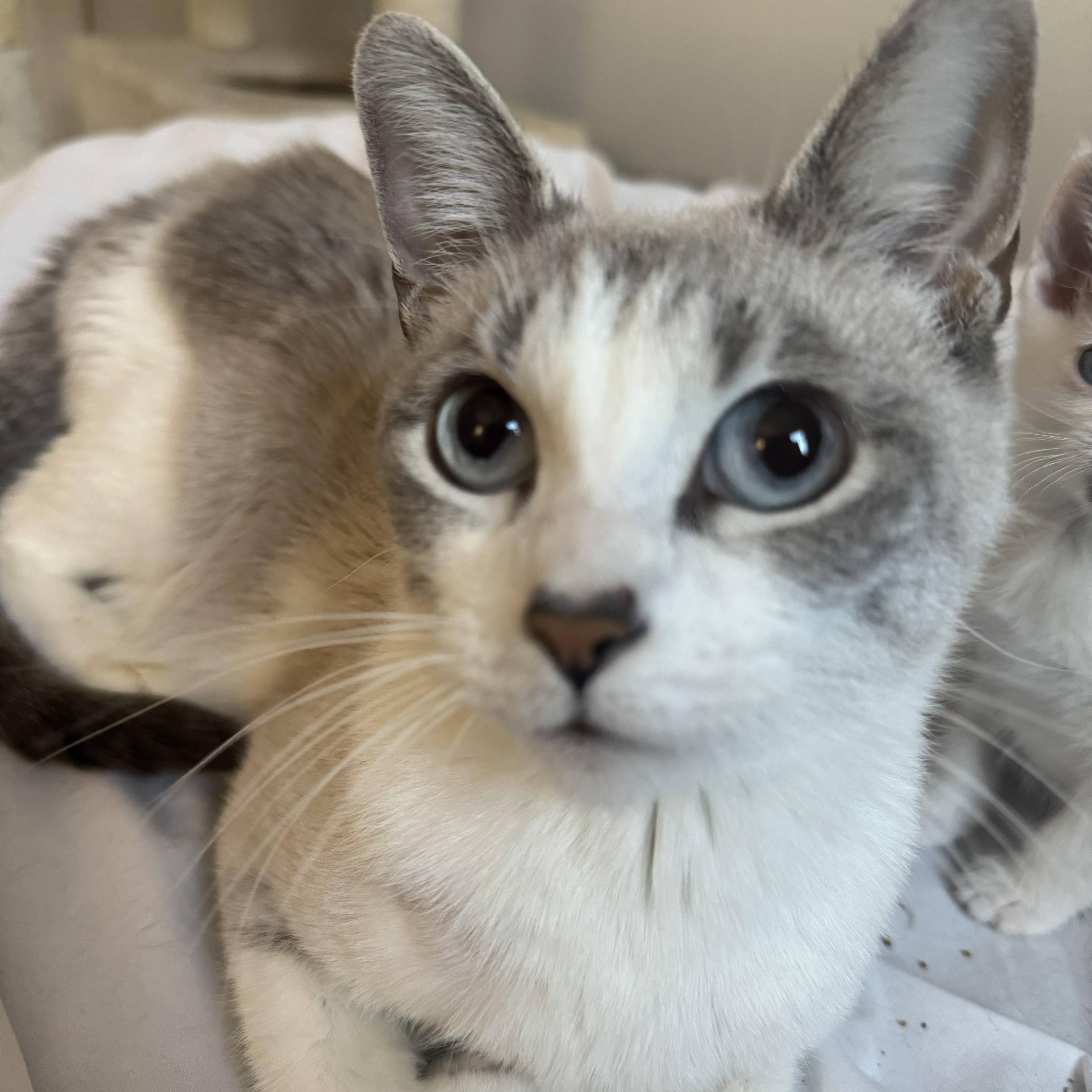 Enlarge Esprit, a Adoptable mixed breed in Chicago, IL image 2/5