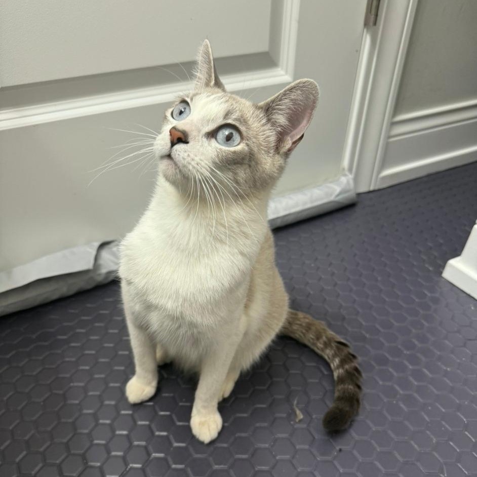 Enlarge Esprit, a Adoptable mixed breed in Chicago, IL image 5/5