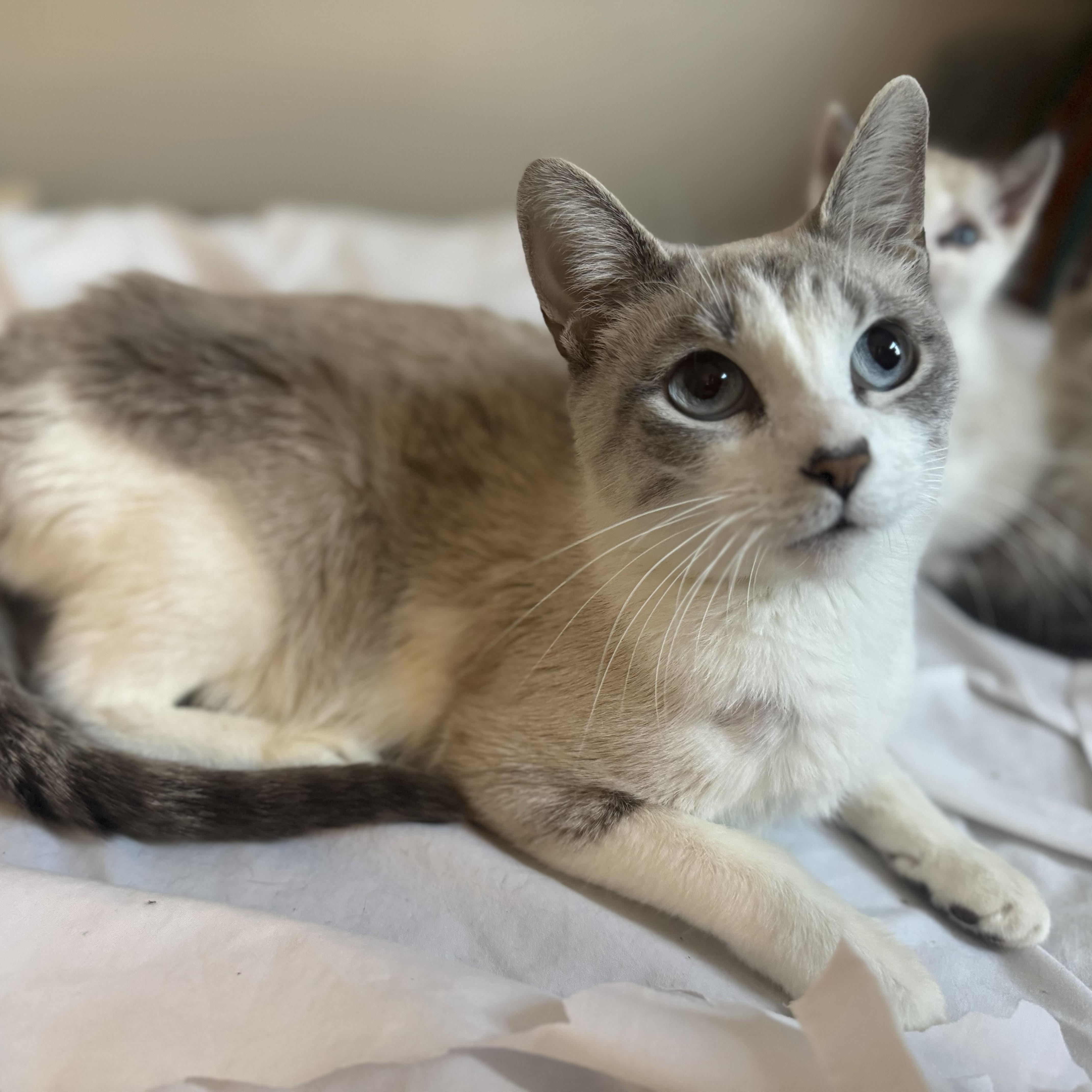 Enlarge Esprit, a Adoptable mixed breed in Chicago, IL image 3/5